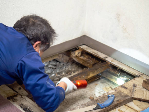 Mold Testing and Removal in Chico, WA