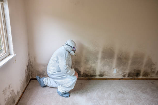 Best Mold Testing and Removal  in Chico, WA