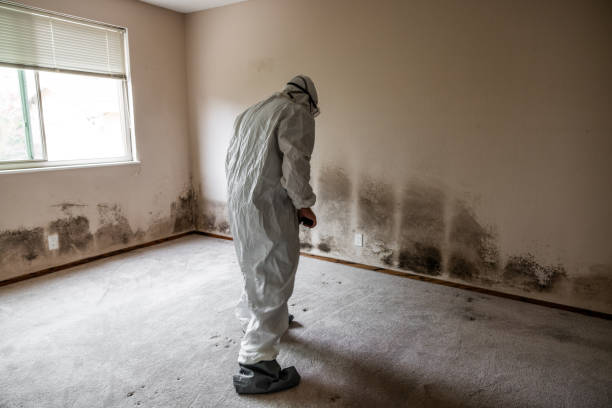 Best Certified Mold Removal  in Chico, WA