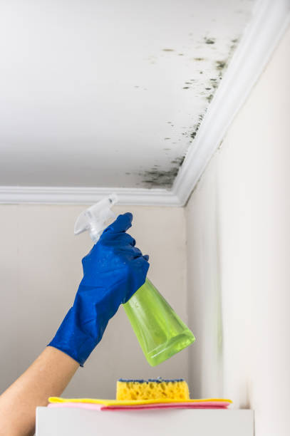 Professional Mold Removal in Chico, WA